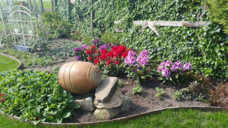 De Rododendrons in de bloei